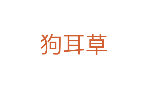 狗耳草